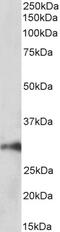 Autophagy Related 4A Cysteine Peptidase antibody, 43-653, ProSci, Immunohistochemistry frozen image 