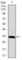 RUNX Family Transcription Factor 3 antibody, abx015982, Abbexa, Western Blot image 