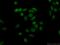 Histone chaperone ASF1B antibody, 22258-1-AP, Proteintech Group, Immunofluorescence image 