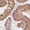 Testis Expressed 22 antibody, NBP2-38069, Novus Biologicals, Immunohistochemistry frozen image 