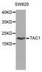 Tachykinin Precursor 1 antibody, LS-C331621, Lifespan Biosciences, Western Blot image 