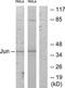 Jun Proto-Oncogene, AP-1 Transcription Factor Subunit antibody, TA326200, Origene, Western Blot image 