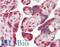 TNF Alpha Induced Protein 1 antibody, LS-B13092, Lifespan Biosciences, Immunohistochemistry paraffin image 