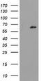 Glucokinase regulatory protein antibody, LS-C172503, Lifespan Biosciences, Western Blot image 