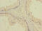 Tetratricopeptide Repeat Domain 12 antibody, CSB-PA862040LA01HU, Cusabio, Immunohistochemistry frozen image 