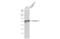 Angiopoietin 2 antibody, NBP2-15385, Novus Biologicals, Western Blot image 