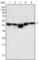 Glycogen Synthase Kinase 3 Beta antibody, abx010856, Abbexa, Western Blot image 