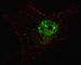 Pyruvate Dehydrogenase Complex Component X antibody, F47892-0.4ML, NSJ Bioreagents, Immunofluorescence image 