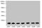 Cytochrome B5 Type B antibody, MBS7002567, MyBioSource, Western Blot image 