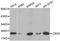 Chromobox 5 antibody, MBS126260, MyBioSource, Western Blot image 