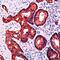 Keratin 19 antibody, PA5-32463, Invitrogen Antibodies, Immunohistochemistry frozen image 