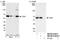 Target Of Myb1 Membrane Trafficking Protein antibody, NB100-61602, Novus Biologicals, Western Blot image 