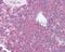 Membrane Metalloendopeptidase antibody, 48-738, ProSci, Immunohistochemistry frozen image 
