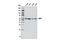 Receptor Interacting Serine/Threonine Kinase 3 antibody, 12107S, Cell Signaling Technology, Western Blot image 