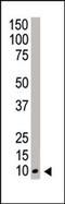 NEDD8 Ubiquitin Like Modifier antibody, AP11227PU-N, Origene, Western Blot image 