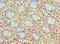 Cholecystokinin antibody, LS-C375397, Lifespan Biosciences, Immunohistochemistry paraffin image 