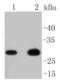 CD8 antibody, A02236, Boster Biological Technology, Western Blot image 