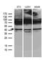 Homeobox C4 antibody, M09869, Boster Biological Technology, Western Blot image 