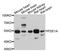 Phosphodiesterase 1A antibody, A10457, ABclonal Technology, Western Blot image 