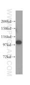 MMS19 Homolog, Cytosolic Iron-Sulfur Assembly Component antibody, 16015-1-AP, Proteintech Group, Western Blot image 
