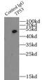 p53 antibody, FNab08878, FineTest, Immunoprecipitation image 