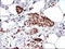Necdin, MAGE Family Member antibody, LS-C338303, Lifespan Biosciences, Immunohistochemistry paraffin image 