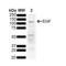 Epidermal Growth Factor antibody, LS-C774450, Lifespan Biosciences, Western Blot image 