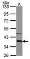G Protein Subunit Alpha Transducin 2 antibody, LS-C186359, Lifespan Biosciences, Western Blot image 