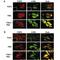 Fibroblast Growth Factor Receptor 1 antibody, F50611-0.4ML, NSJ Bioreagents, Immunohistochemistry paraffin image 