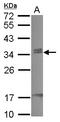 Chromobox protein homolog 7 antibody, LS-C155433, Lifespan Biosciences, Western Blot image 