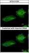 Transglutaminase 2 antibody, GTX111701, GeneTex, Immunofluorescence image 