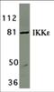 Inhibitor Of Nuclear Factor Kappa B Kinase Subunit Epsilon antibody, NBP1-76800, Novus Biologicals, Western Blot image 