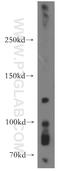 EPH Receptor A8 antibody, 13724-1-AP, Proteintech Group, Western Blot image 