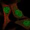 Pre-mRNA cleavage complex 2 protein Pcf11 antibody, NBP2-58854, Novus Biologicals, Immunofluorescence image 