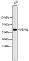 Protein Tyrosine Phosphatase Non-Receptor Type 6 antibody, 13-928, ProSci, Western Blot image 