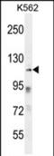 Zinc Finger Protein 99 antibody, PA5-71610, Invitrogen Antibodies, Western Blot image 