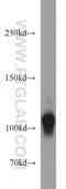 Hyperpolarization Activated Cyclic Nucleotide Gated Potassium Channel 1 antibody, 55222-1-AP, Proteintech Group, Western Blot image 