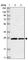 Metaxin 2 antibody, HPA031552, Atlas Antibodies, Western Blot image 