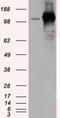 Transforming Acidic Coiled-Coil Containing Protein 3 antibody, TA501260, Origene, Western Blot image 