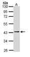 PSA antibody, LS-B10505, Lifespan Biosciences, Western Blot image 