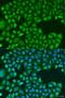 TIR Domain Containing Adaptor Protein antibody, LS-C747701, Lifespan Biosciences, Immunofluorescence image 