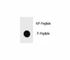 c-Kit antibody, F48725-0.4ML, NSJ Bioreagents, Dot Blot image 