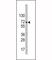 Solute Carrier Family 2 Member 2 antibody, F44273-0.4ML, NSJ Bioreagents, Western Blot image 