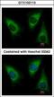 Lysyl-TRNA Synthetase antibody, GTX102113, GeneTex, Immunofluorescence image 