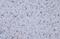 AIF1 antibody, GTX635399, GeneTex, Immunohistochemistry paraffin image 