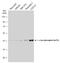 Jun Proto-Oncogene, AP-1 Transcription Factor Subunit antibody, GTX133873, GeneTex, Western Blot image 