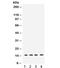 Ring-Box 1 antibody, R32161, NSJ Bioreagents, Western Blot image 