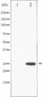 Ras Homolog Family Member A antibody, TA325813, Origene, Western Blot image 