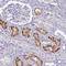 S36A2 antibody, NBP2-49360, Novus Biologicals, Immunohistochemistry frozen image 