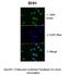 Sonic Hedgehog Signaling Molecule antibody, 29-969, ProSci, Western Blot image 